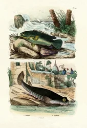 Climbing Perch, 1833-39